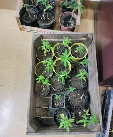 Kryminalni zlikwidowali domową uprawę konopi indyjskiej