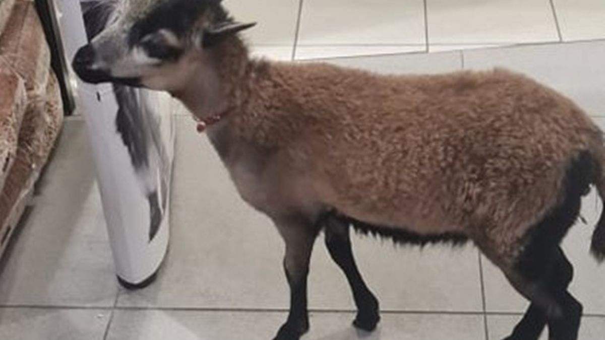 Nietypowy gość w jeleniogórskiej galerii 