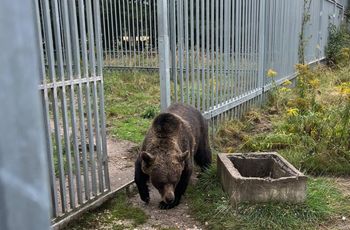 49-latek przetrzymywał na posesji niedźwiedzia. Policja pokazała zdjęcia