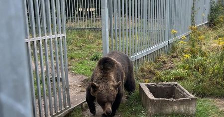 49-latek przetrzymywał na posesji niedźwiedzia. Policja pokazała zdjęcia