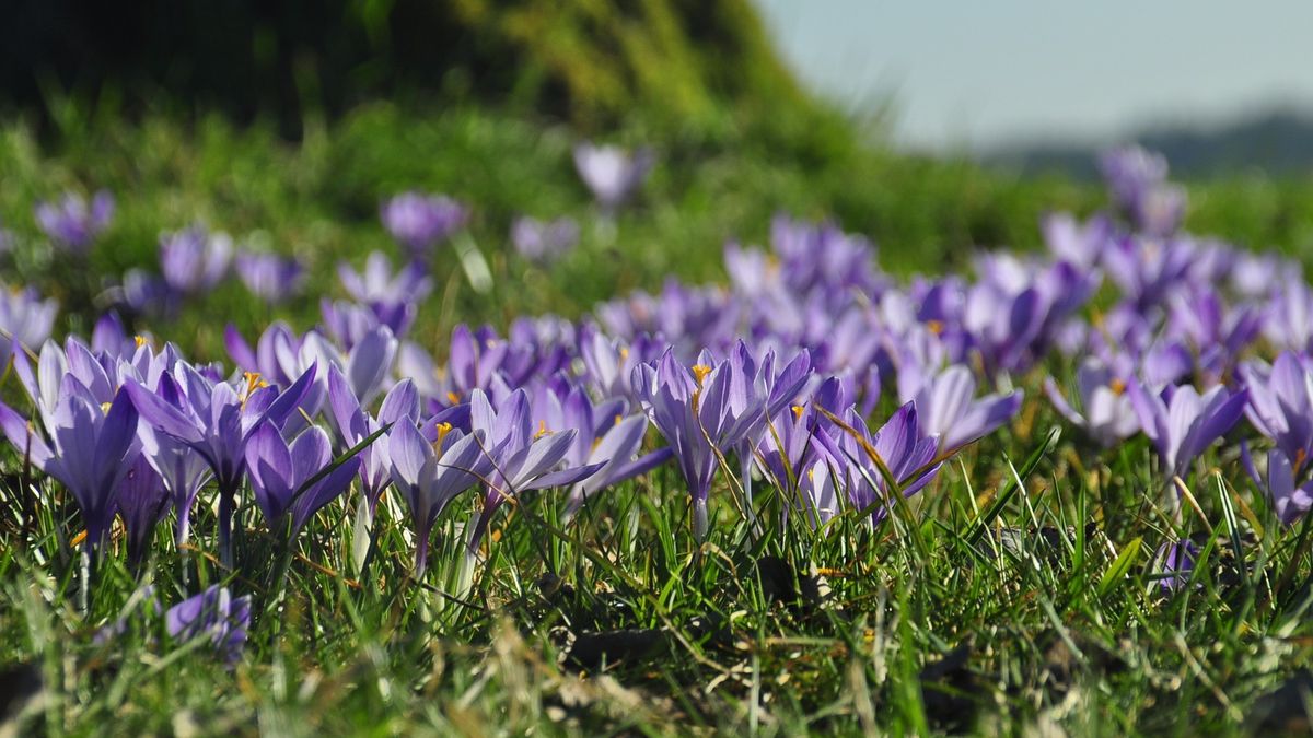 Pierwszy dzień wiosny 2024 i jej rodzaje. Rozpoczęła się wiosna meteorologiczna