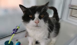 Najstarsza kotka w hrabstwie podbiła serca wielbicieli zwierząt