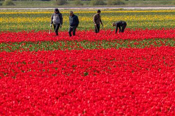 Holenderskie emerytury dla Polaków. Zaskakujące kwoty