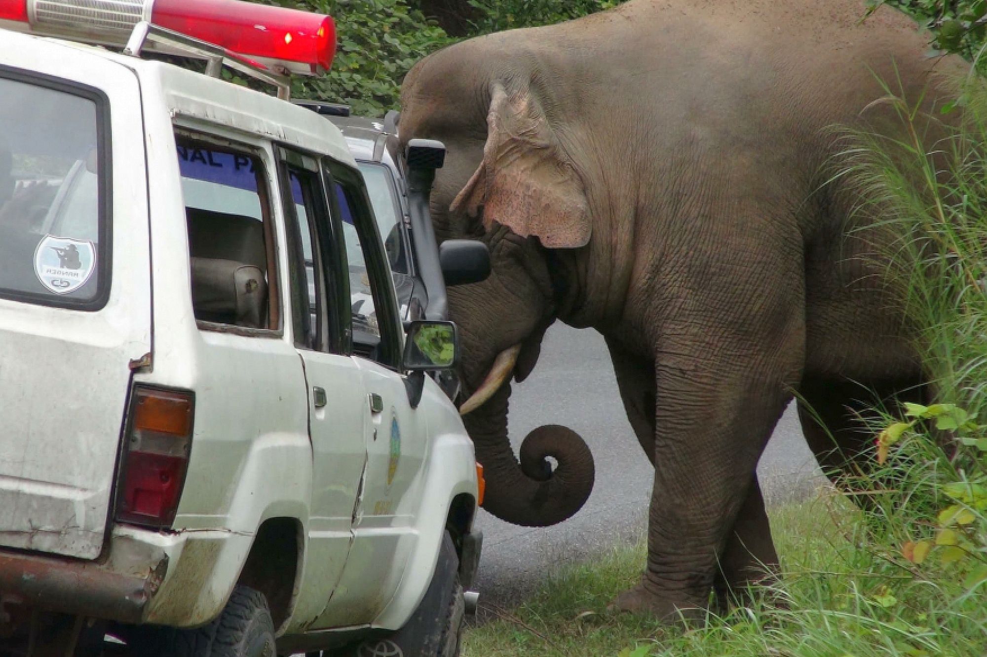 Turyści są bez szans w spotkaniu ze słoniami