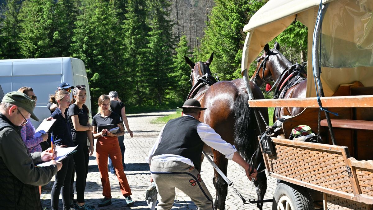 Badanie koni pracuj?cych na trasie do Morskiego Oka
Fot. Pawel Murzyn/East News, Zakopane, 15.06.2024.   W ramach dorocznych badan TPN, koni pracuj?cych w zaprzegach na trasie do i z Morskiego Oka, prowadzone sa zarowno przez tych co pracuja z konmi na codzien jak i przyjaciol koni zatroskanych ich losem. Z badan tych wykonanych zostana stosowne protoko?y s?uzace dalszym analizom.
Pawel Murzyn