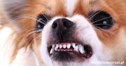 Dlaczego chihuahua bywa agresywna? Prawdziwe przyczyny zachowań, które są źle rozumiane
