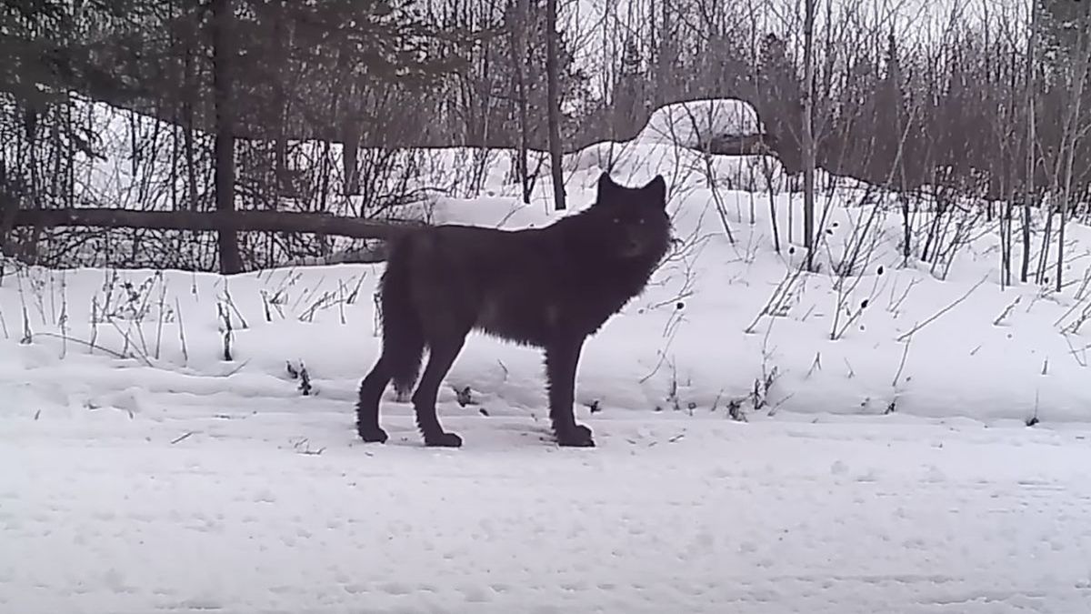 Czarny wilk widziany w Minnesocie