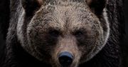 Atak niedźwiedzia w Bieszczadach. Zwierzę przewróciło i pogryzło 53-letniego mężczyznę