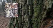 Pokazali, co siedzi w korze drzew. "Nabierają sił"