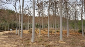 Paulownia kusi dużymi zyskami. Drzewa szybko rosnące to inwestycyjny hit czy kit?