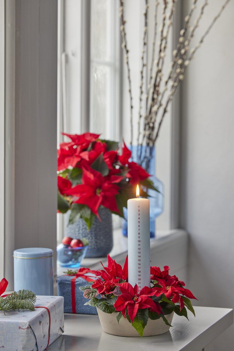 2024_Poinsettia_03000_Country_Chic_in_Blue_08