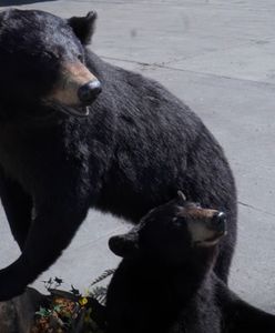 Chciał przemycić niedźwiedzie do Polski. Grozi mu więzienie