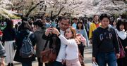 Odwołali festiwal kwitnącej wiśni. Wszystko przez turystów