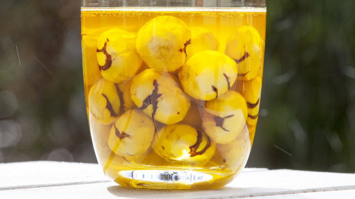 Jakie właściwości ma nalewka z kasztanów?