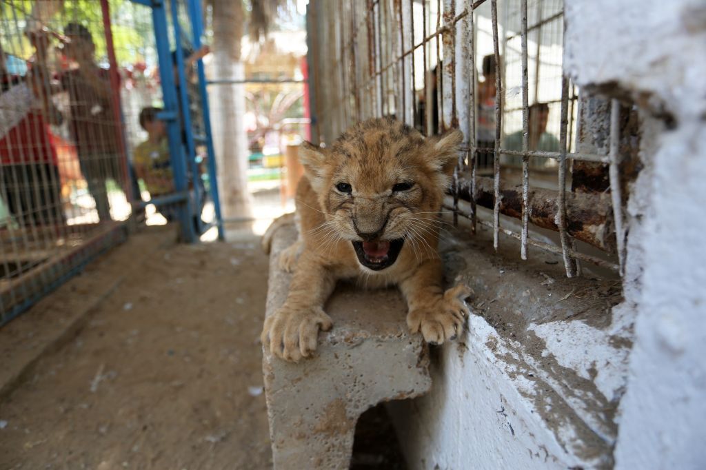 Afryka. Przerażający proceder. Turyści zabijają lwy dla przyjemności