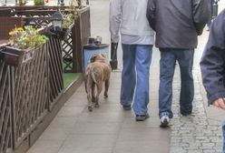 Gdzie w Warszawie znajdziemy wybieg dla psa?