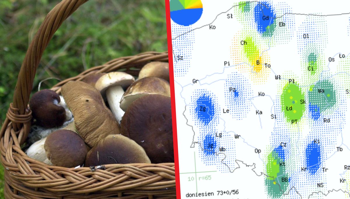 W lipcu w lasach zaczynają pojawiać się niektóre gatunki grzybów