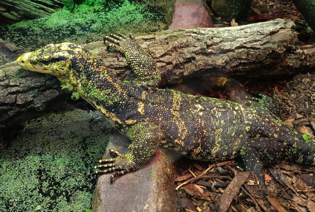 Z Afryki i Azji prosto do Łodzi. Zoo chwali się nowymi mieszkańcami