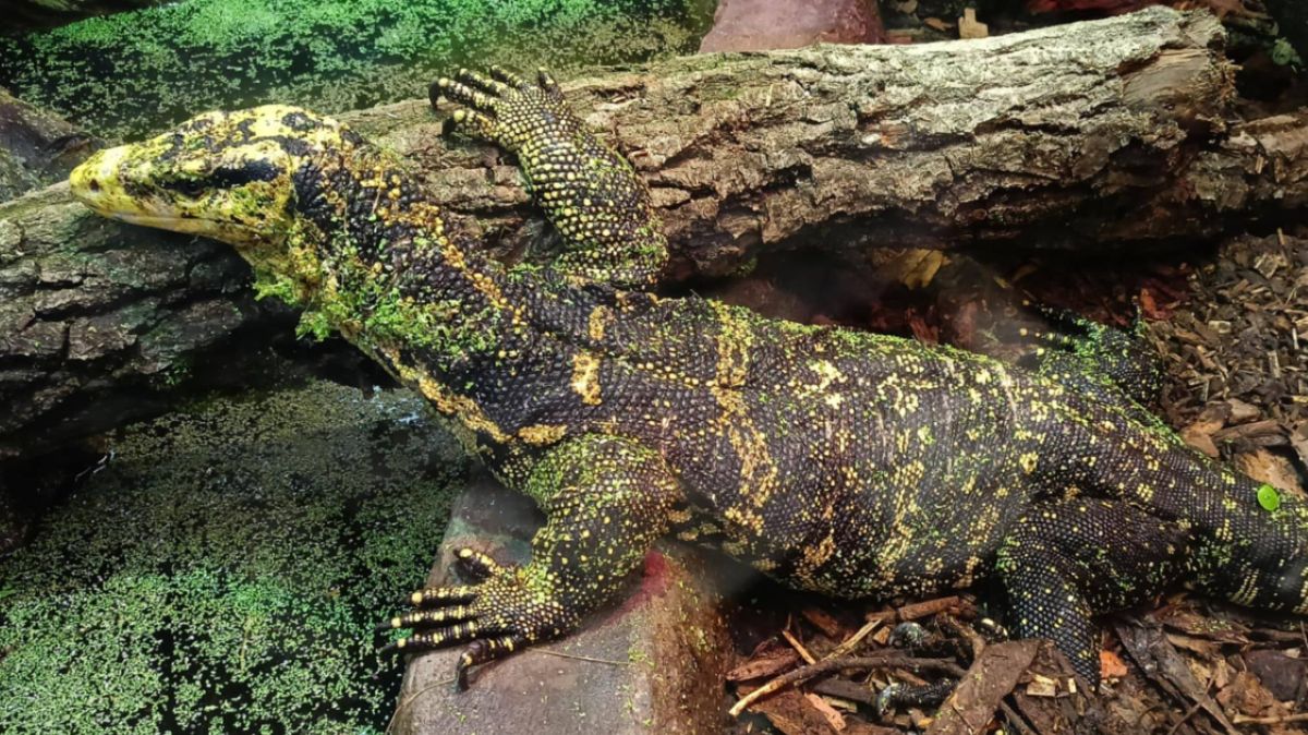 Jeden z nowych mieszkańców łódzkiego ZOO