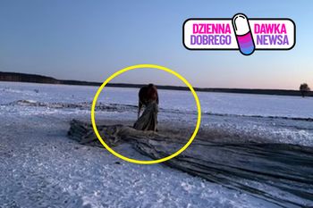 Było minus 13 stopni. Łoś zaplątał się w maty. Pomogli leśnicy