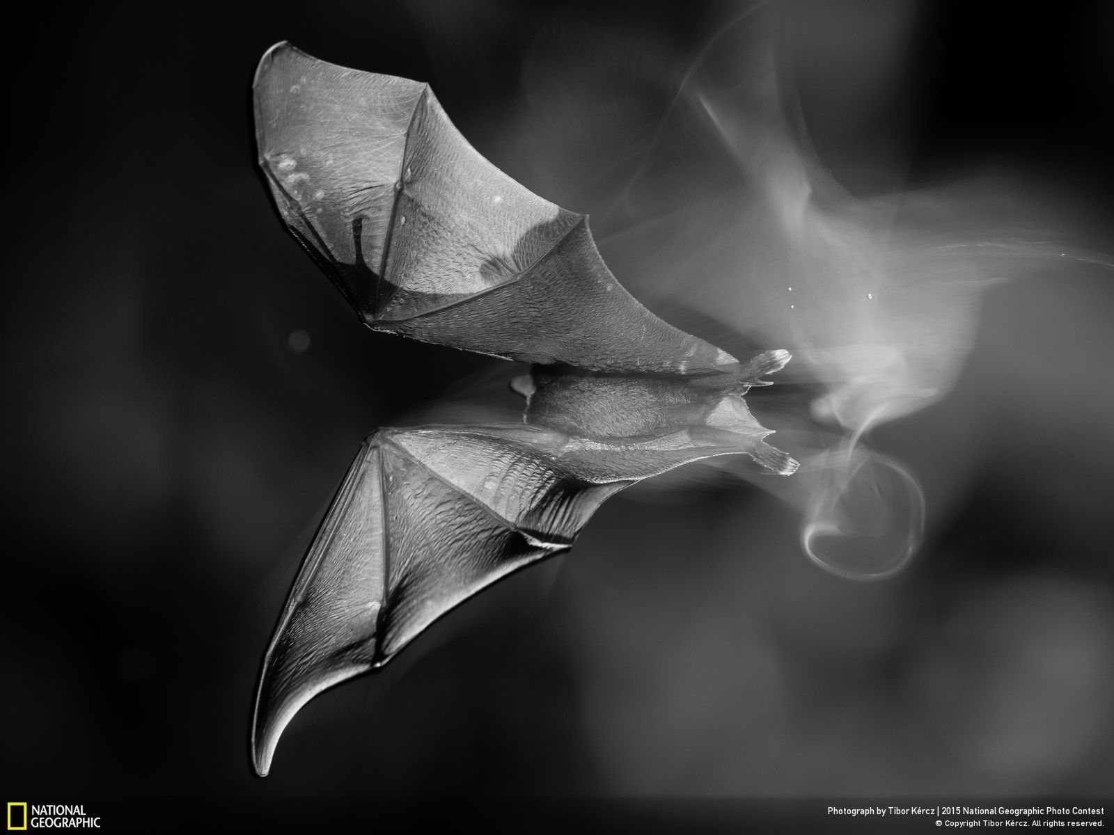 Zachwycają przyroda, czyli najlepsze zgłoszenia National Geographic Photo Contest 2015 15