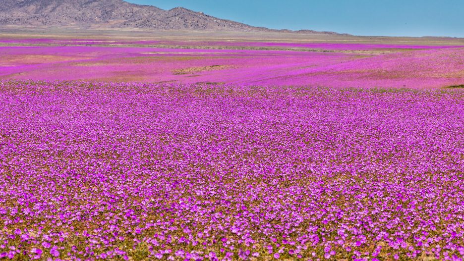 south america, chile, rural, panorama, effect, la niña, el niño, best, atacama desert, atacama, flowery desert, flowery, flower desert, florid desert, purple, colorful, scenic, countryside, plant, field, beautiful, travel, green, flower, spring, nature, blooming, background, beauty, blossom, yellow, phenomenon, pattern, outdoor, carpet, tourism, bloom, wildflower, copiapo, spring season atacama, petal, season, color, flora, natural, floral, leaf, landscape, blue, wild