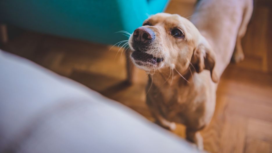 Dog barking at home
Small yellow dog barking at home
Kerkez