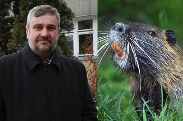 Minister rolnictwa chce uznać bobry i żubry za JADALNE: "Płetwa bobra ma ponoć właściwości afrodyzjaków"