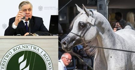 Konie z Janowa ZOSTAŁY OTRUTE? Podano im antybiotyk dla kur...