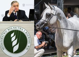 Konie z Janowa ZOSTAŁY OTRUTE? Podano im antybiotyk dla kur...