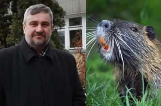 Minister rolnictwa chce uznać bobry i żubry za JADALNE: "Płetwa bobra ma ponoć właściwości afrodyzjaków"