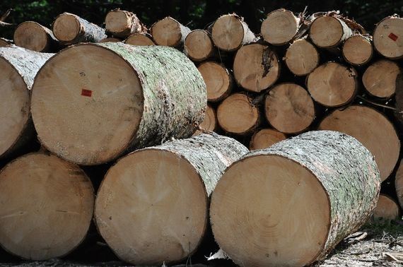 Przywiązał się liną do drzewa. Nie zgadzał się na wycinkę