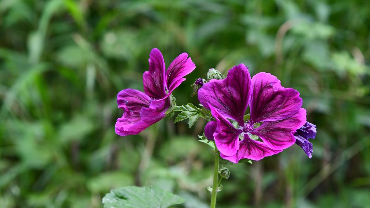 Ślaz dziki można stosować w formie naparów i odwarów z suszonych kwiatów