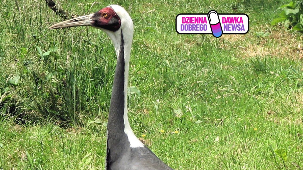 Dorosły osobnik żurawia białoszyjego.