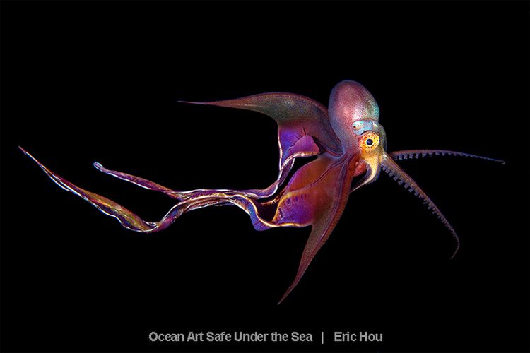 Najlepsze zdjęcia oceaniczne w konkursie Safe Under the Sea 22