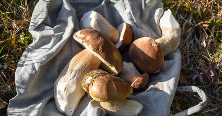 Czegoś takiego nie było od lat. Najlepsi grzybiarze są zdziwieni, ale i zachwyceni