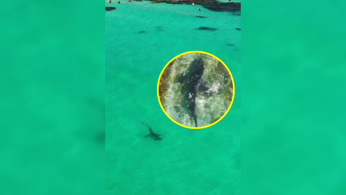 Rekin zbliżył się do ludzi na niebezpieczną odległość.