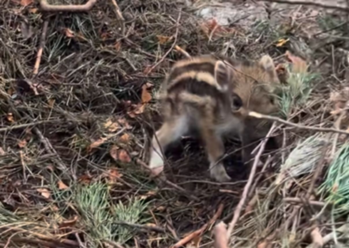 "Zaspał w barłogu". Leśnicy pokazali urocze nagranie