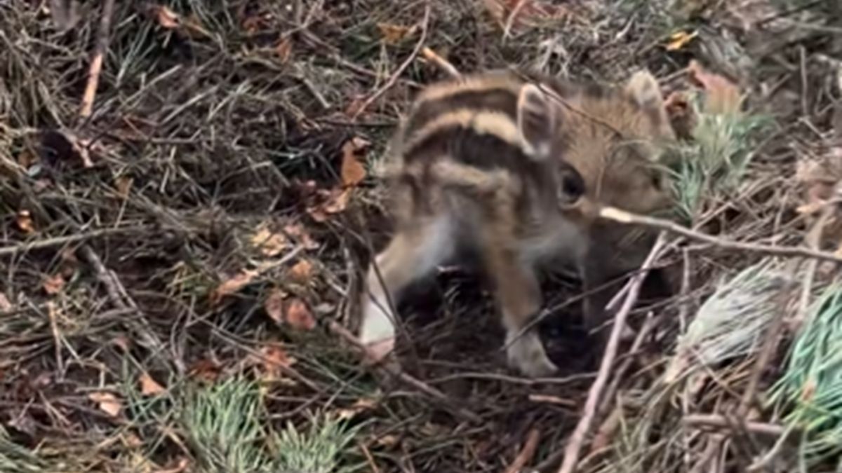 Mały dzik krył się w zaroślach 
