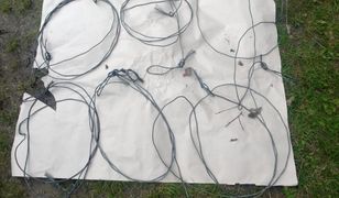 Dąbrowa Górnicza. Walka z kłusownikami, zlikwidowali wnyki na "grubą" zwierzynę