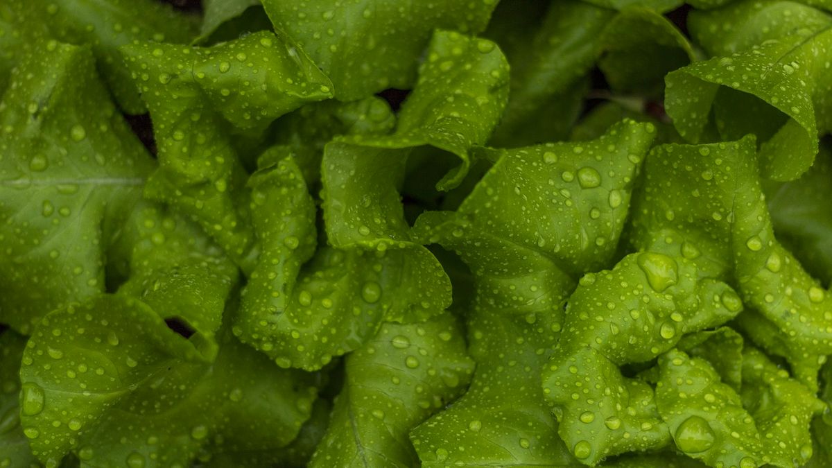 Warzywa liściaste chronią mózg