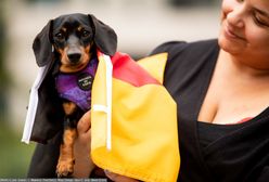Niemcy masowo ciągną z psami do Polski