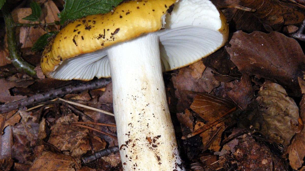 Leśnicy przypominają zasady prawidłowego grzybobrania