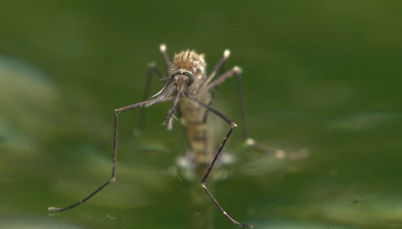 Komary azjatyckie atakują. Hiszpanie mówią o nowym zagrożeniu epidemicznym