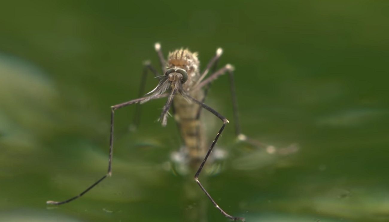 Komary azjatyckie atakują Hiszpanię. Eksperci mówią o zagrożeniu epidemicznym