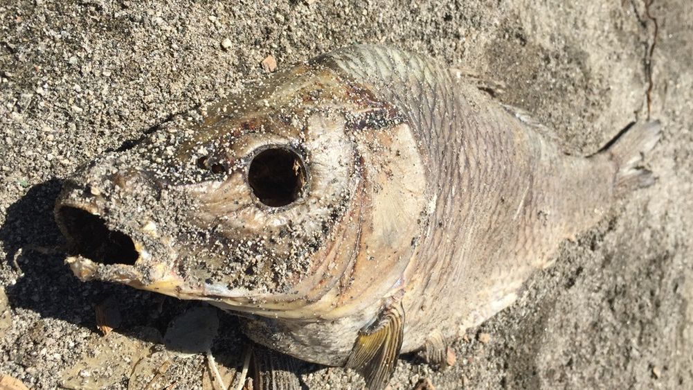 ryba katastrofa ekosystem ekologia