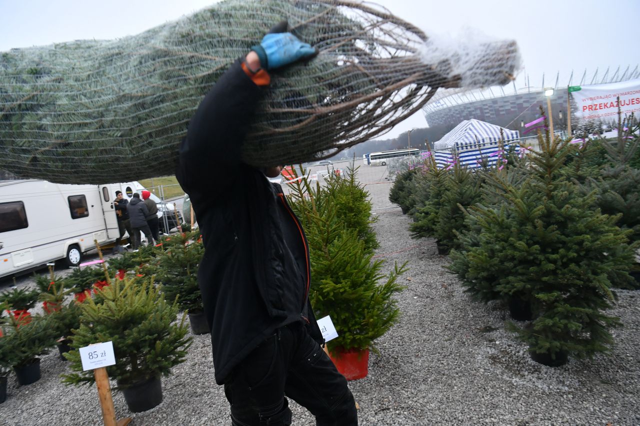 Lasy Państwowe. W 2025 roku ceny choinek niższe