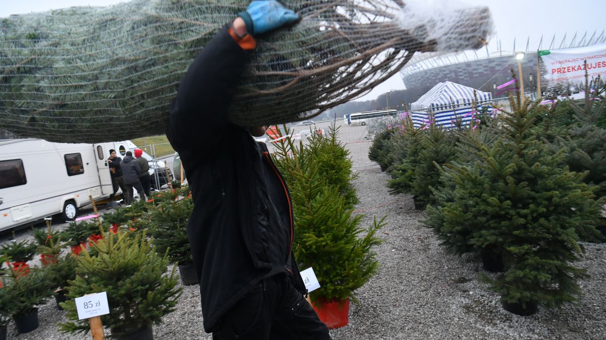 Drzewka bożonarodzeniowe w tym roku