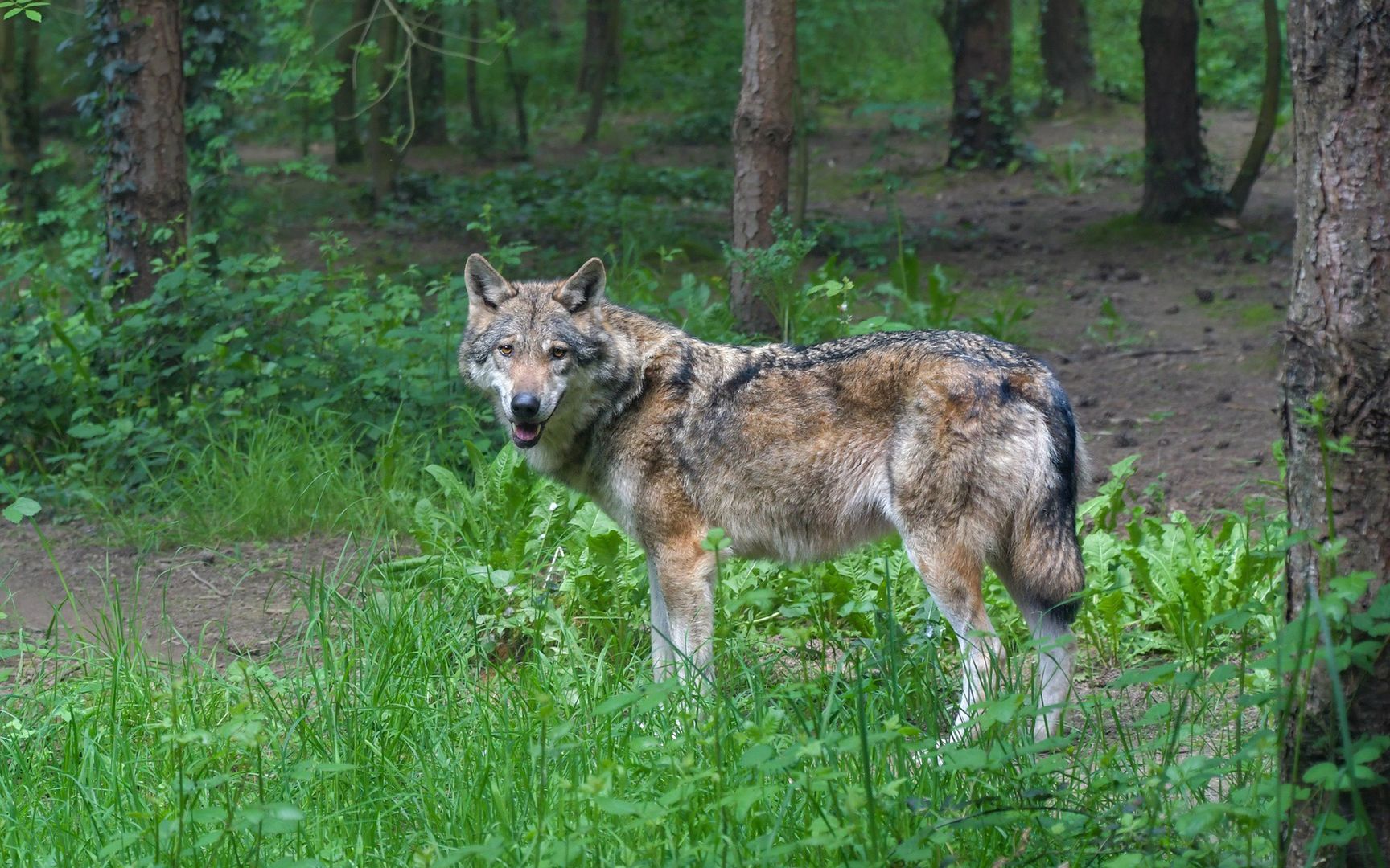 Wilki w polskim uzdrowisku. Władze pilnie apelują do kuracjuszy