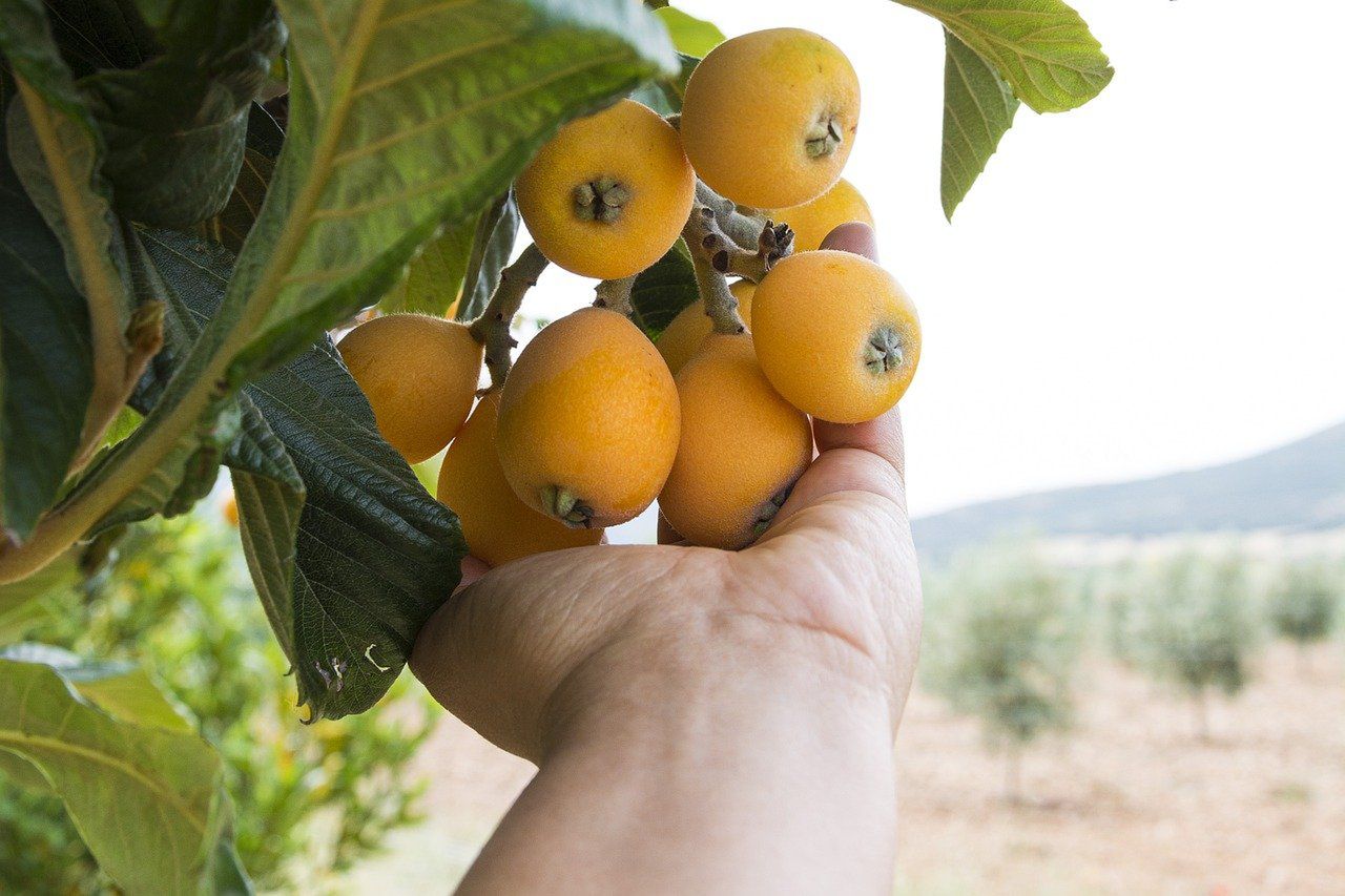 Nieszpułka to źródło antyoksydantów